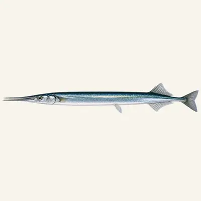 Garfish