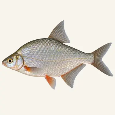 White bream