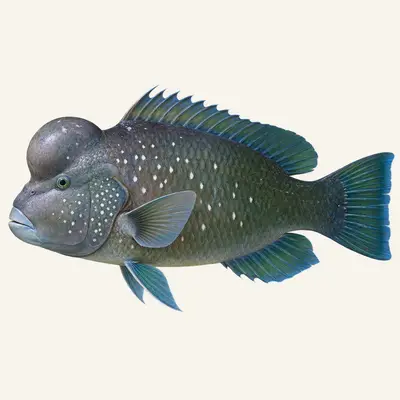 Green humphead parrotfish