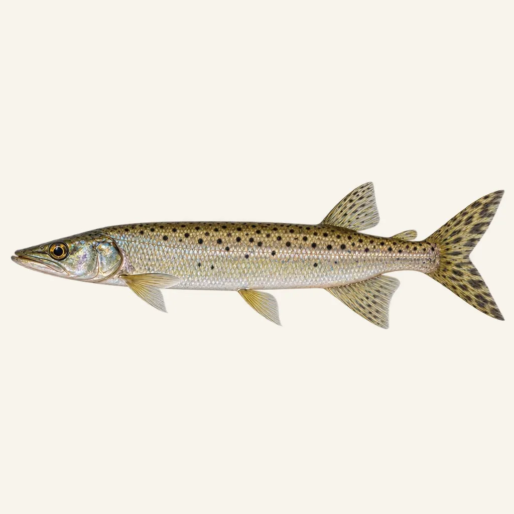 Spotted pike-characin
