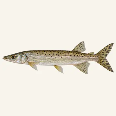 Spotted pike-characin