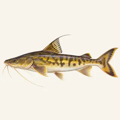 Gilded catfish (Dourada)