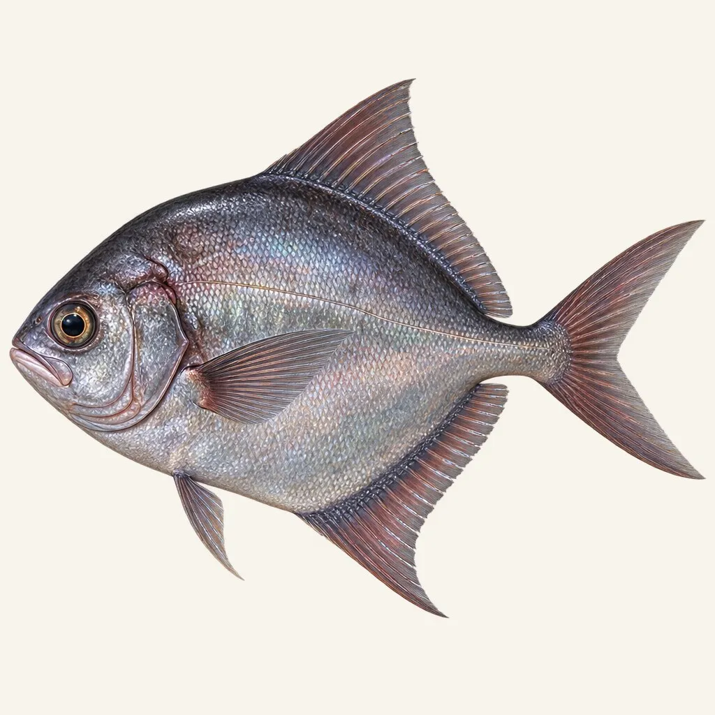 Atlantic pomfret