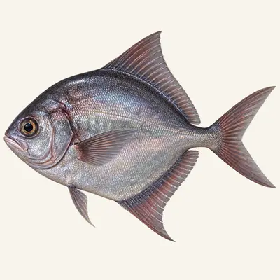 Atlantic pomfret
