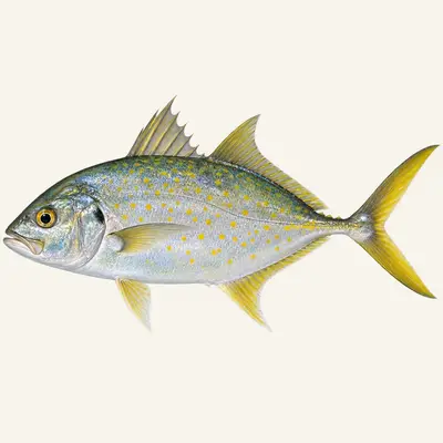 Yellowspotted trevally