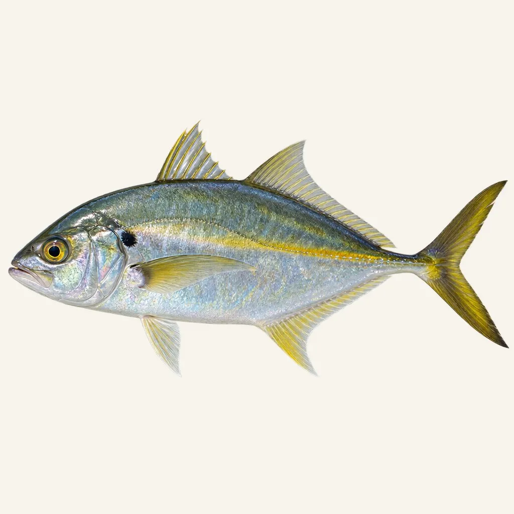 Island trevally