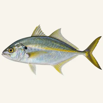 Island trevally