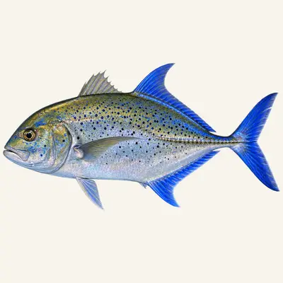 Bluefin trevally