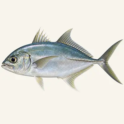 Bigeye trevally