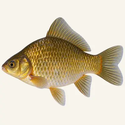Goldfish