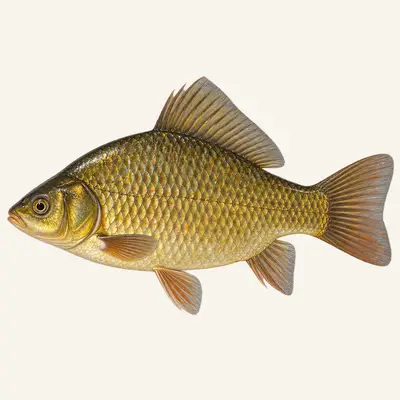 Crucian carp