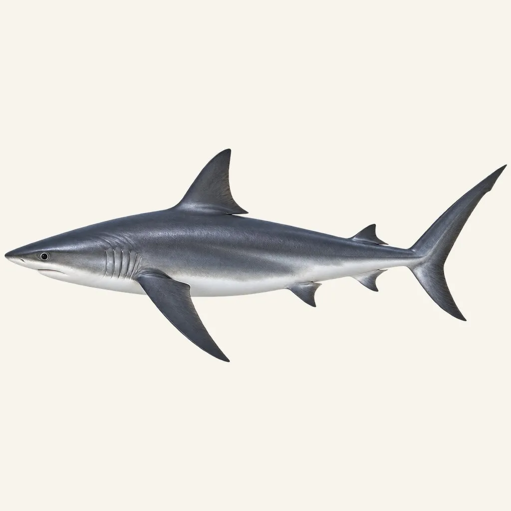 Silky shark