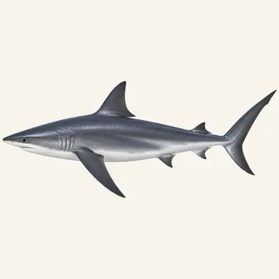 Silky shark