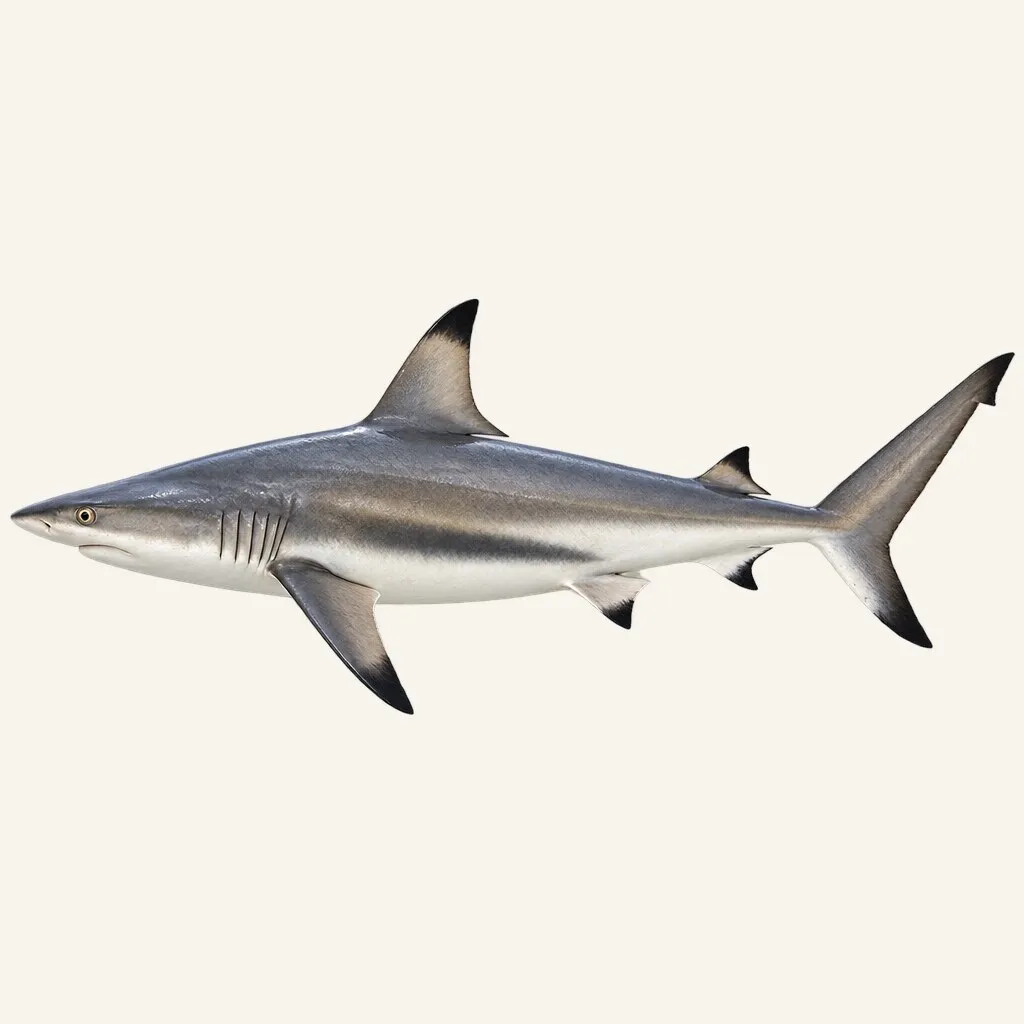 Blacktip shark