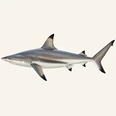 Blacktip shark