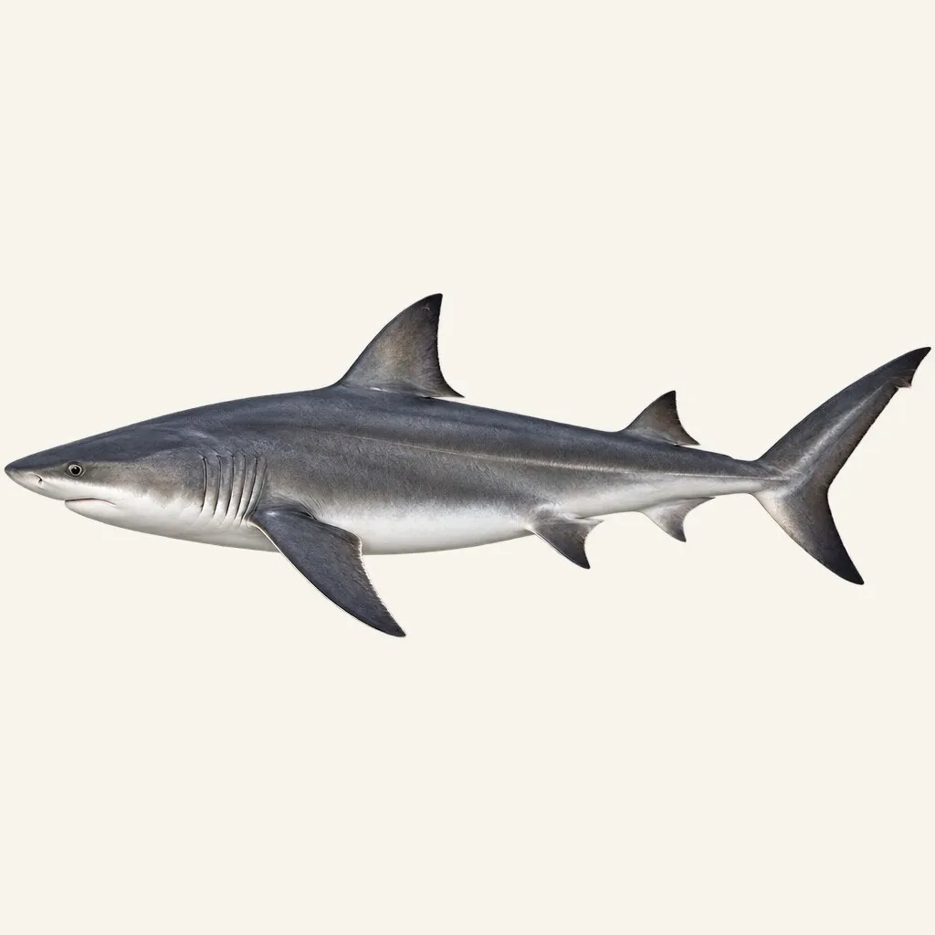 Dusky shark