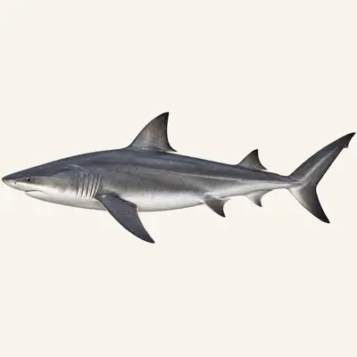 Dusky shark