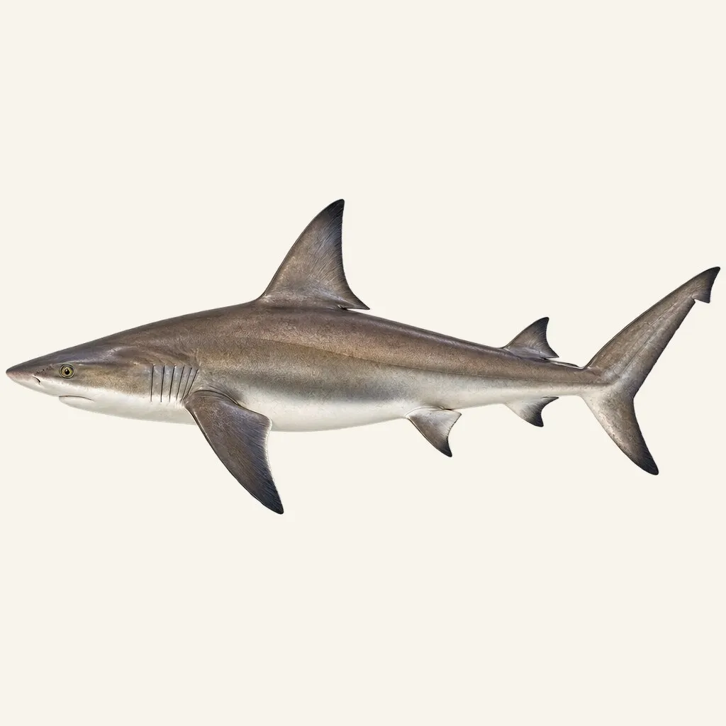 Sandbar shark