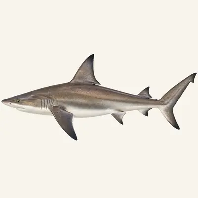 Sandbar shark