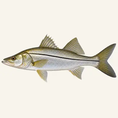 Common snook