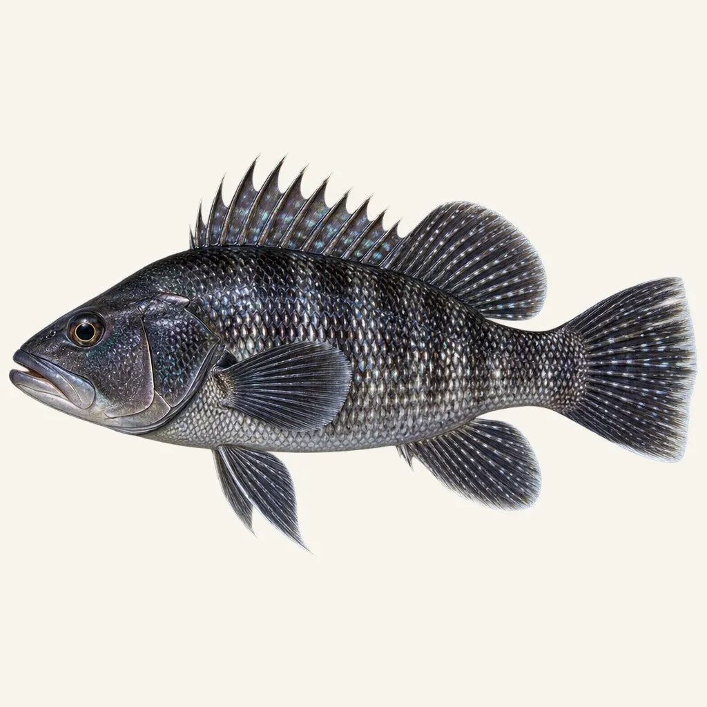Black sea bass