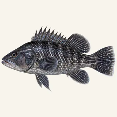 Black sea bass