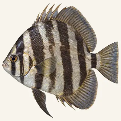 Atlantic spadefish