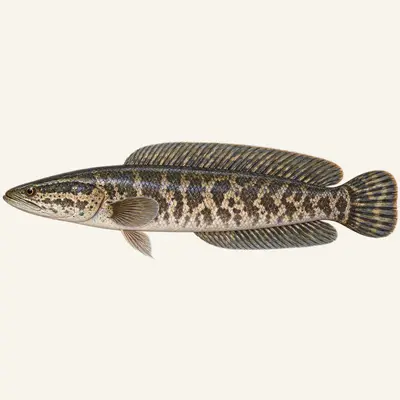 Northern snakehead