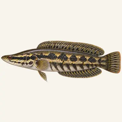 Javanese snakehead