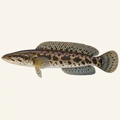 Blotched snakehead