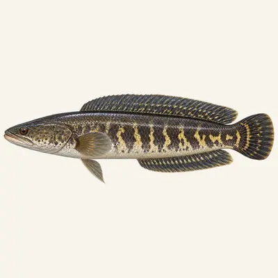 Bullseye snakehead
