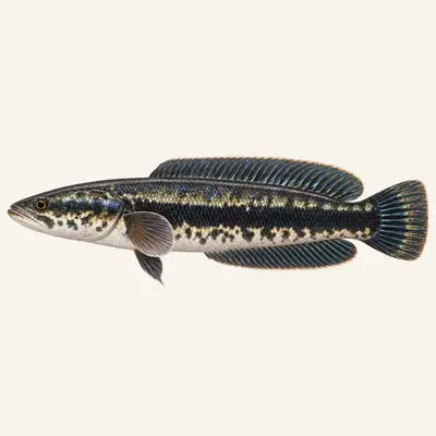Indonesian snakehead