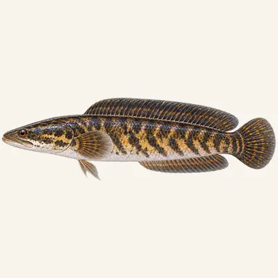Striped snakehead