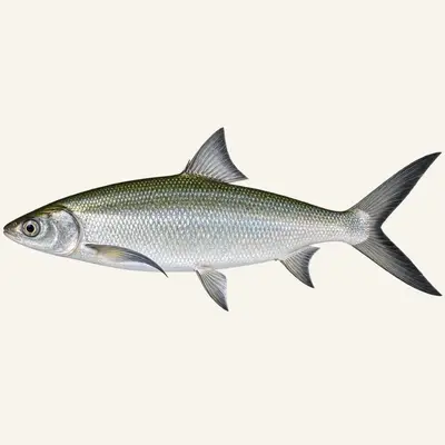 Milkfish