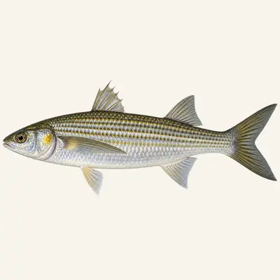 Golden grey mullet