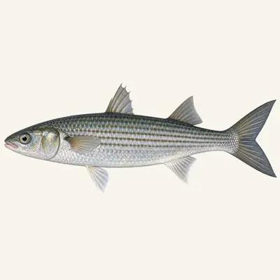 Thicklip grey mullet