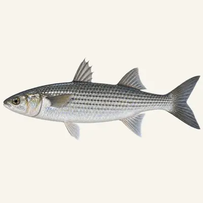 Thinlip grey mullet