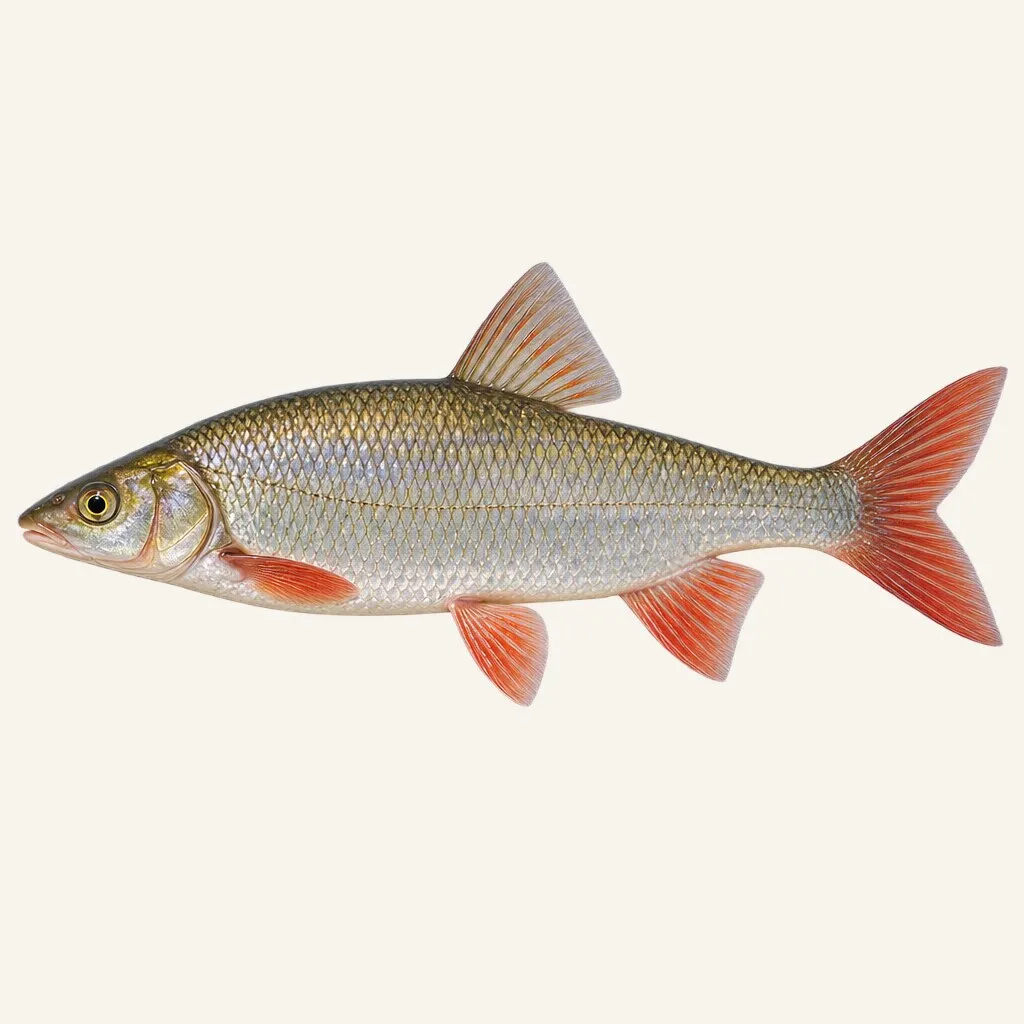 Common nase