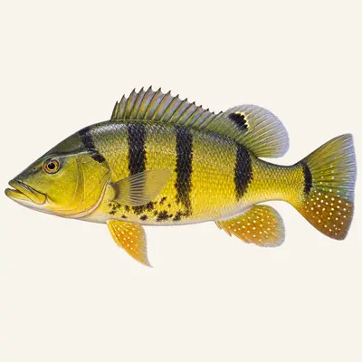Yellow peacock bass