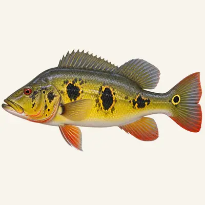 Orinoco peacock bass
