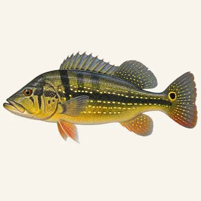 Speckled peacock bass