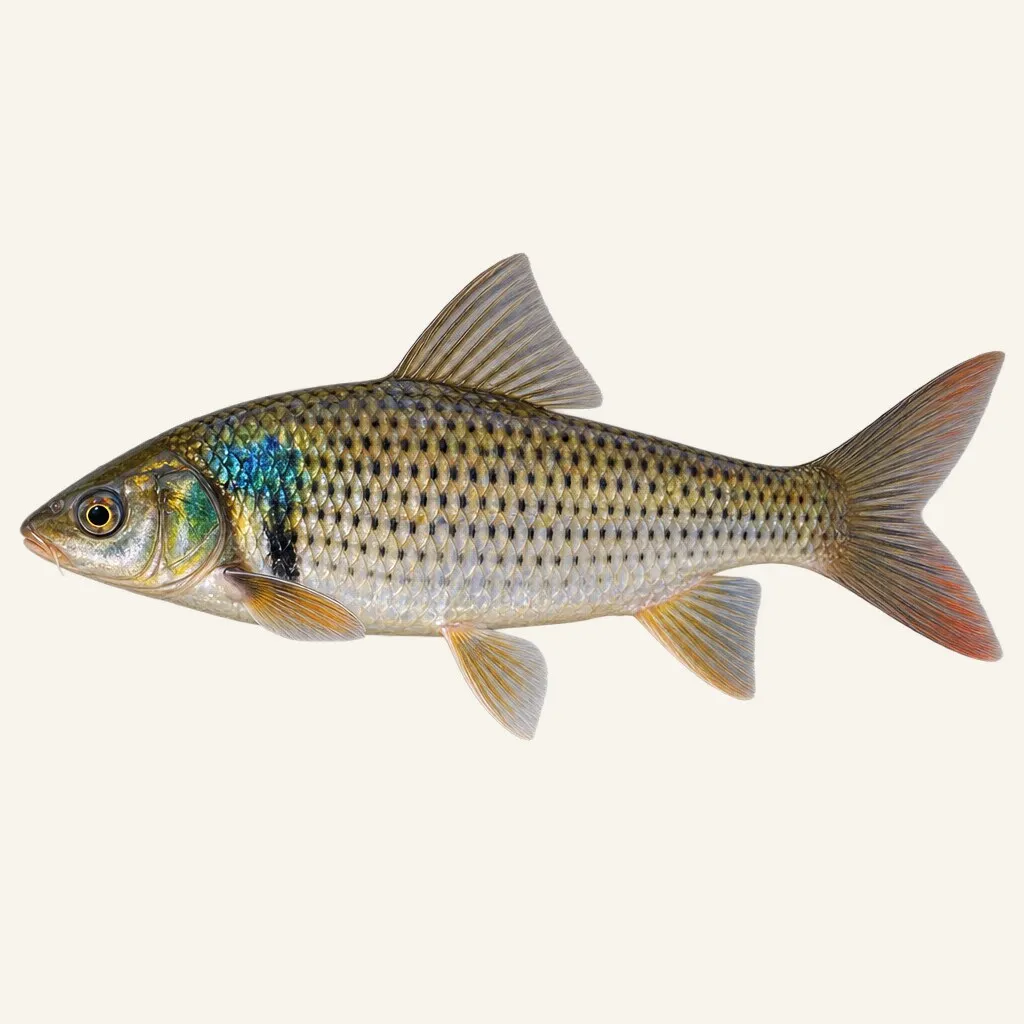 Mud carp