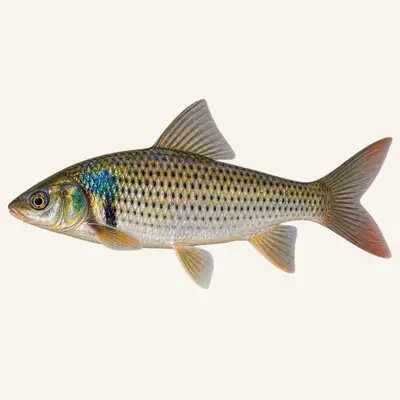 Mud carp