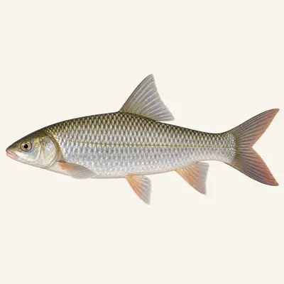 Mrigal carp