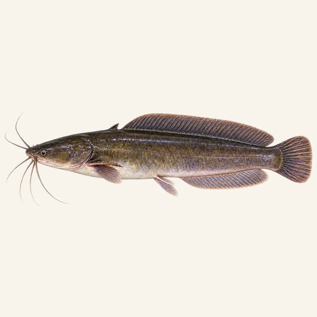 Walking catfish