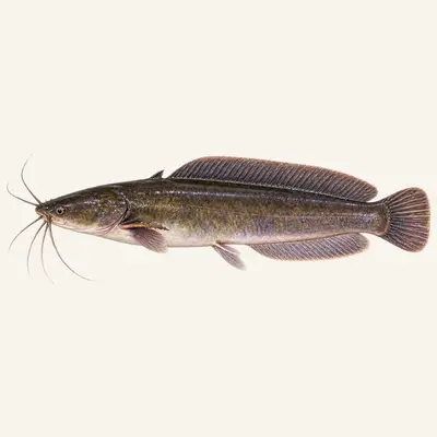 Walking catfish