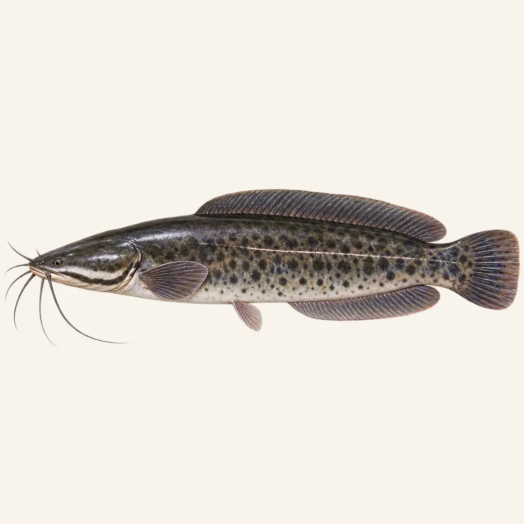 North African catfish