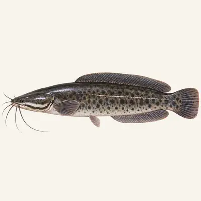 North African catfish