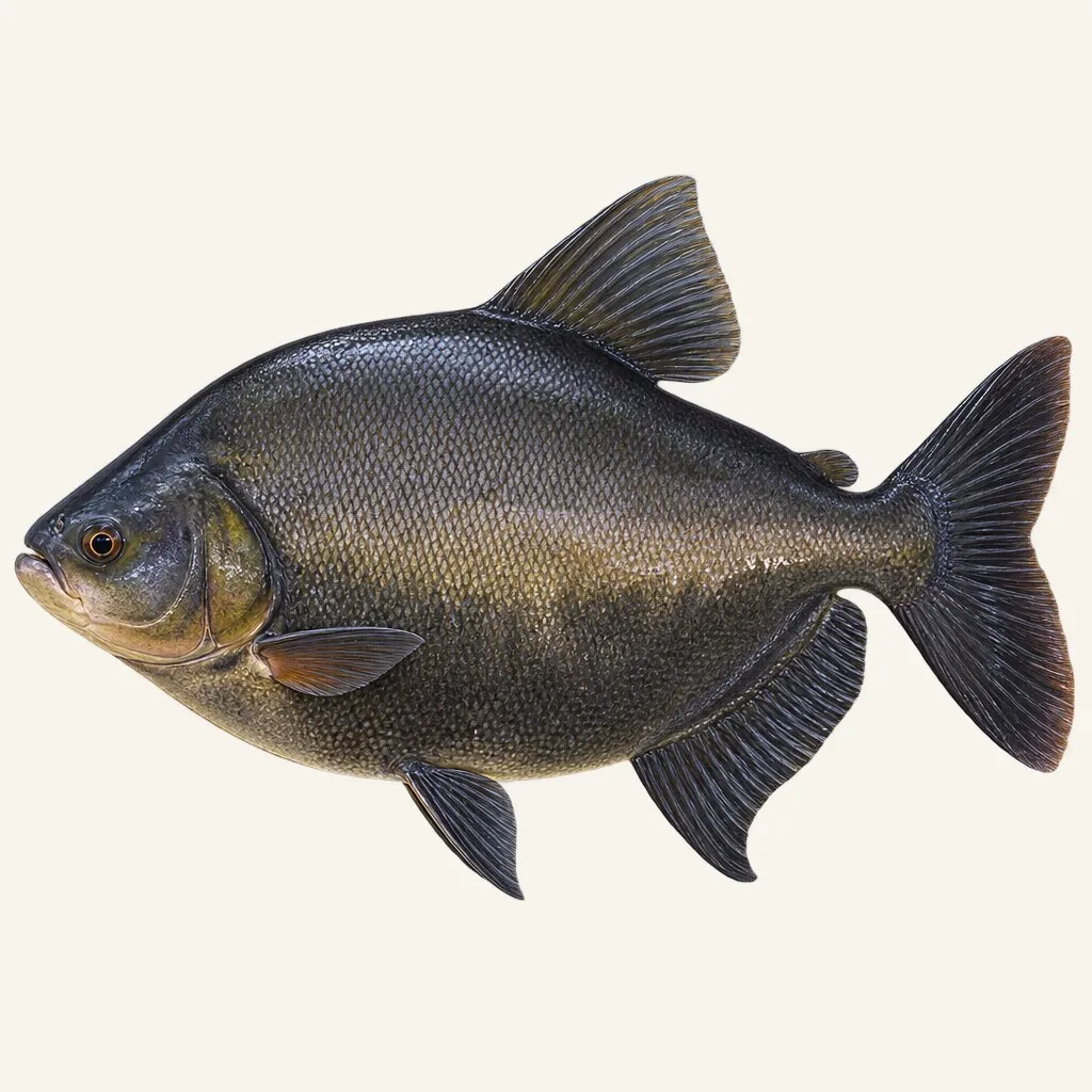 Tambaqui (black pacu)