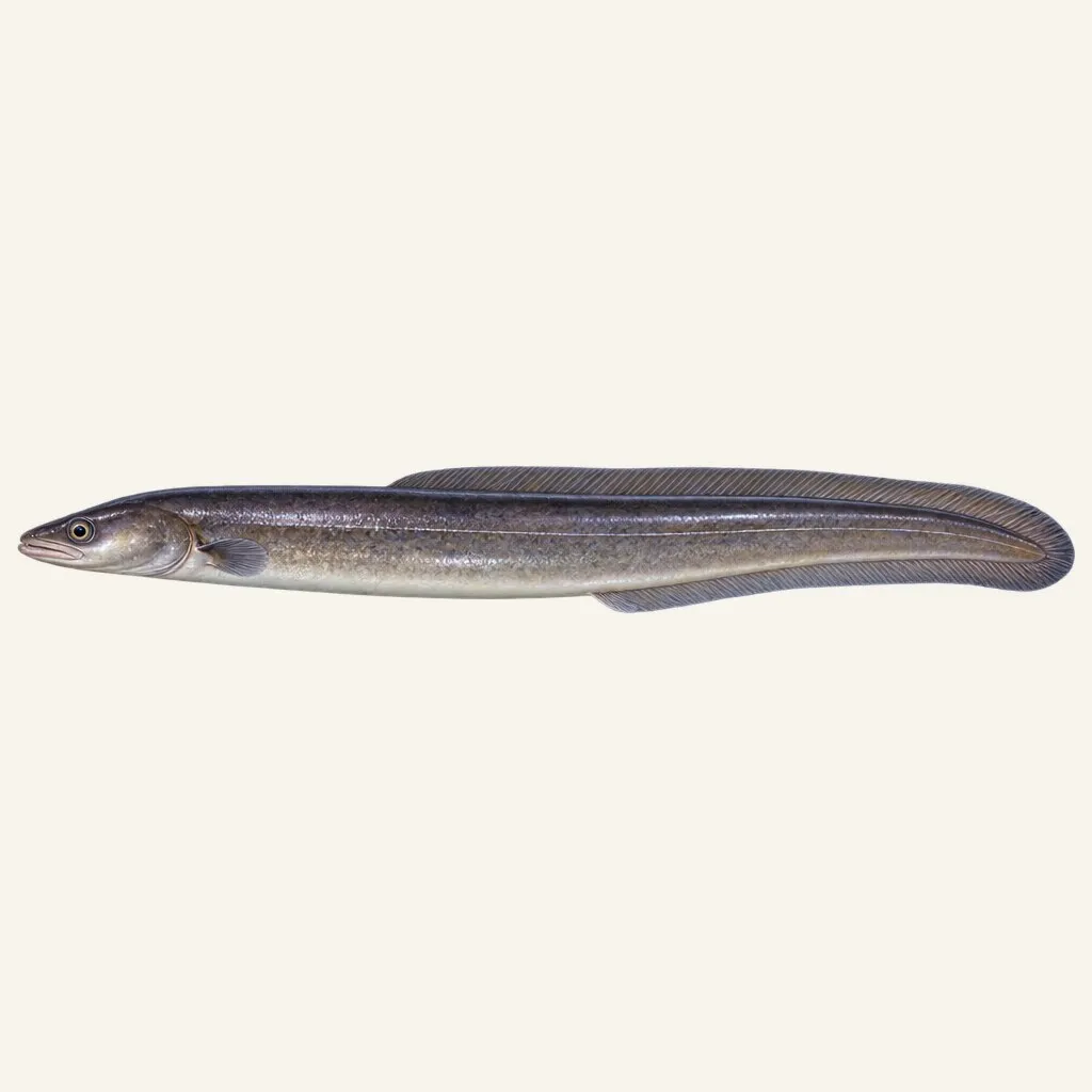 European conger
